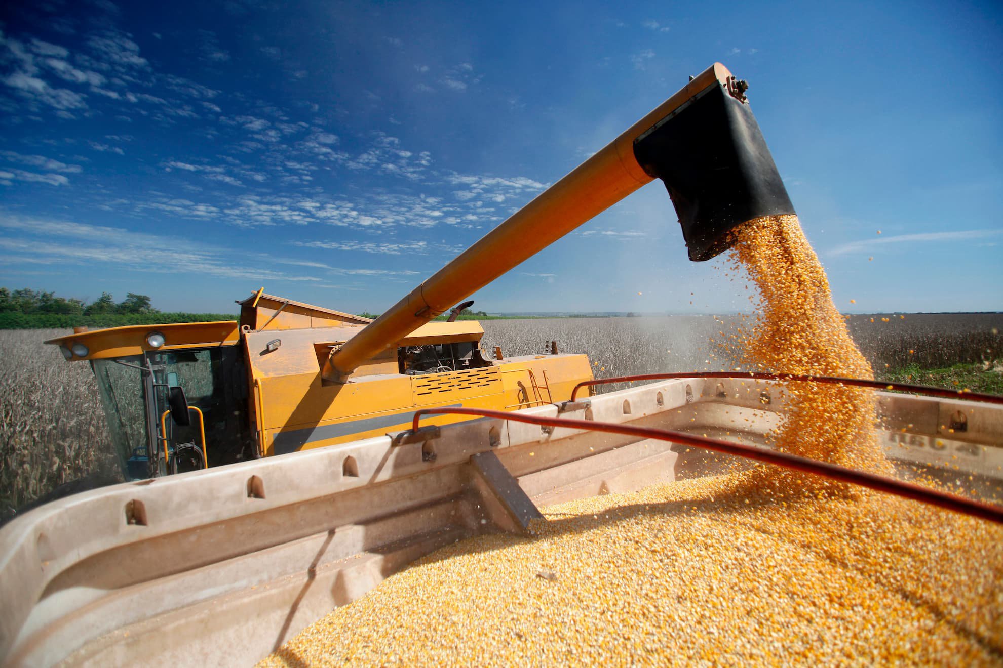 とうもろこしの収穫